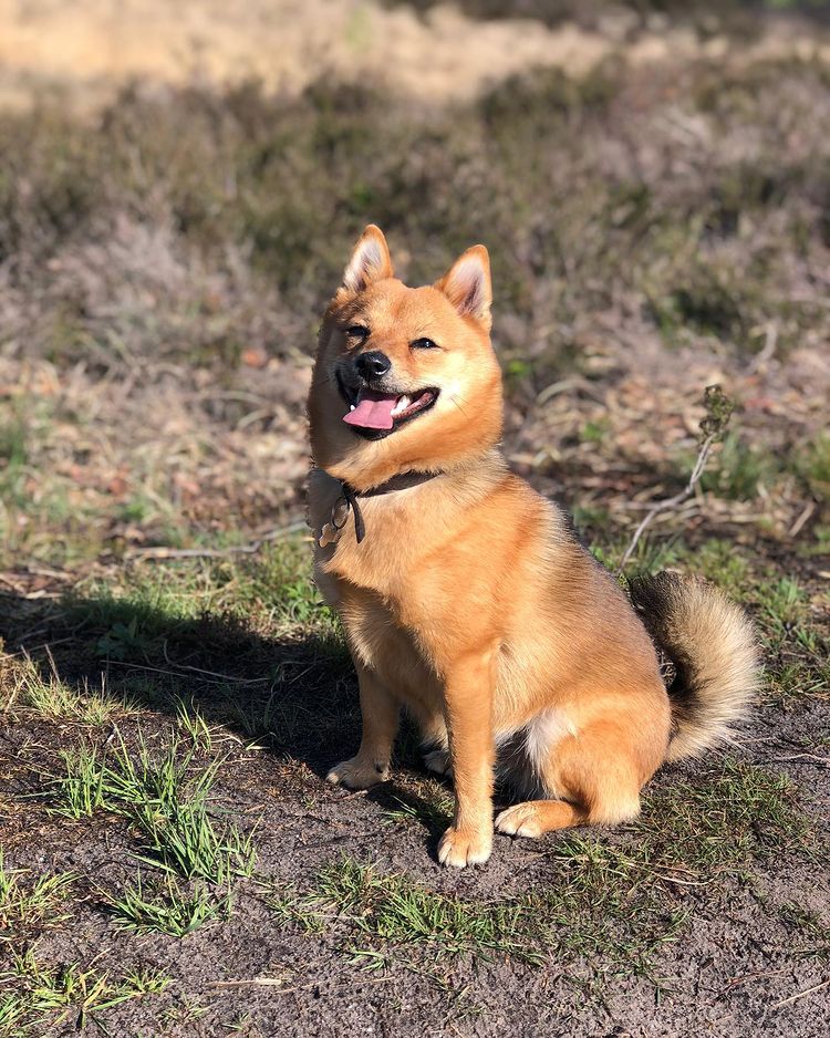 Shiba Inu Pomeranian Mix Sitting on Grass Panting