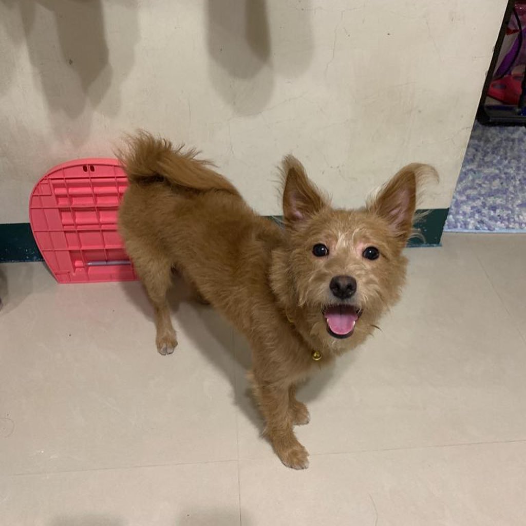 Shiba Inu Poodle Mix Dog Standing Looking Up