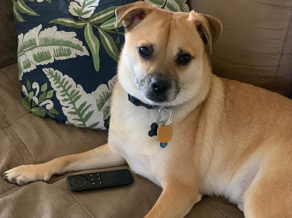 Close Up of Shiba Inu Pug Mix Pup Relaxing on Sofa