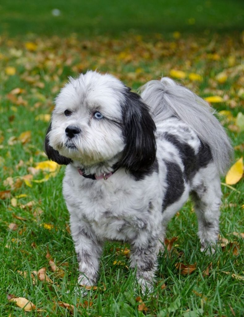 Shih Poo in the Park