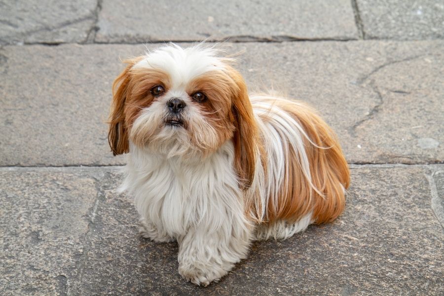 Shih Tzu Pup Standing on Ground Looking Up