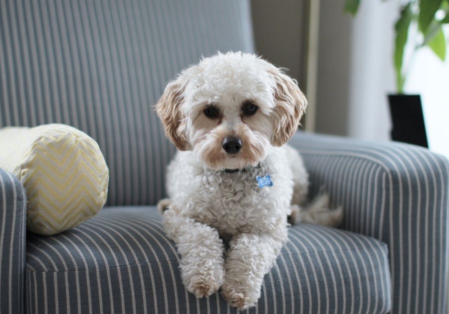 Shih Tzu Puppy Relaxing on Couch