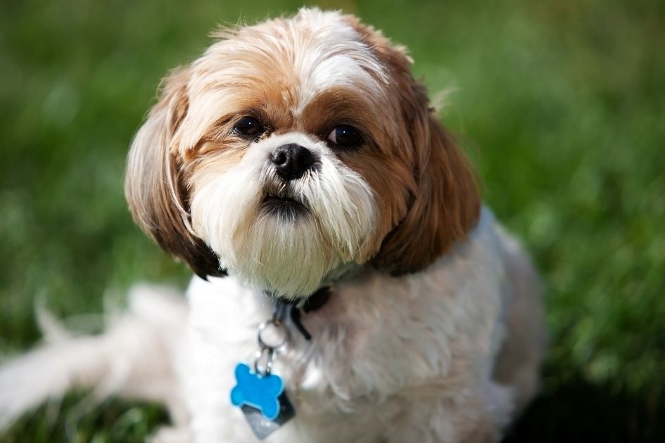 Shih Tzu Dog on the Field Looking Up