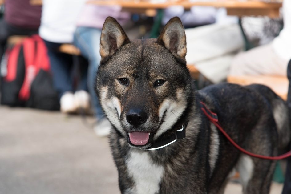 Shikoku Dog