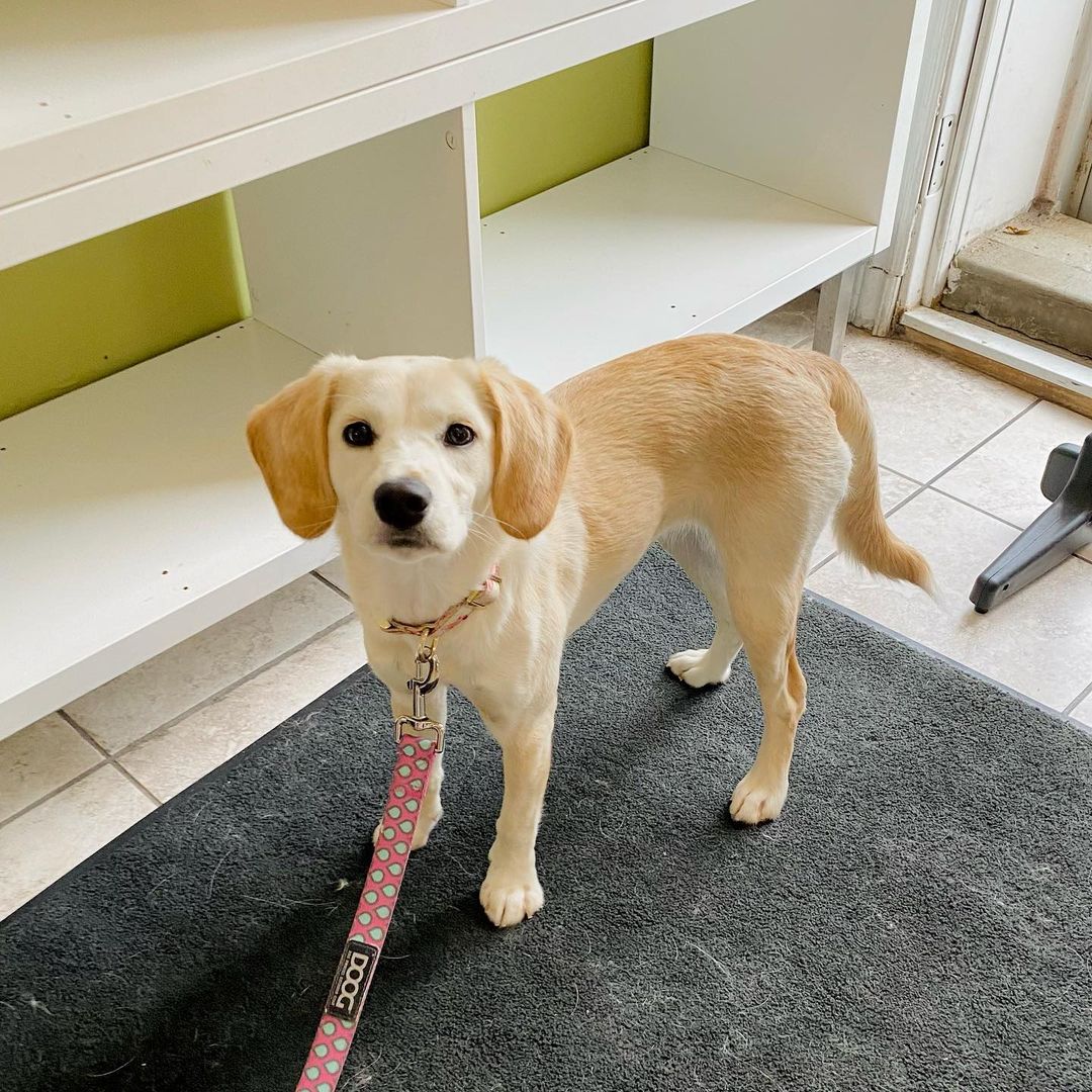 Shiba Inu Cocker Spaniel Mix Puppy Standing on Rug Looking Up