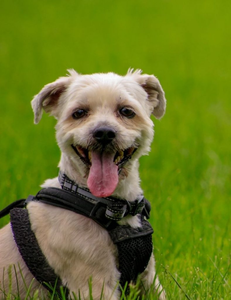 Shorkie A Small Yorkie Shih Tzu Dog on Grass