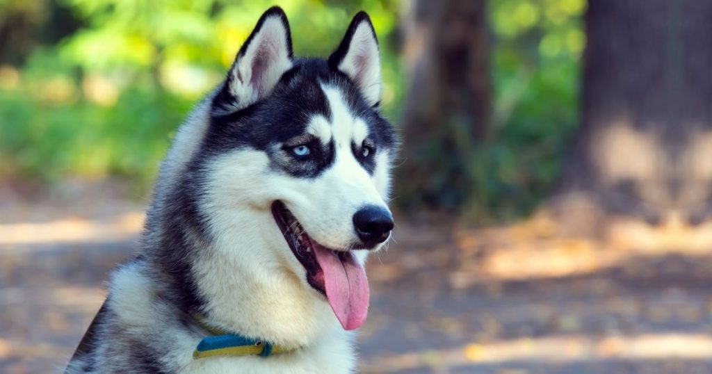 Short Hair Husky Facts You Should Know