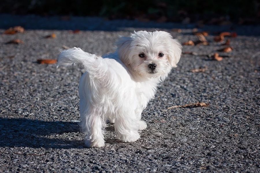 Short Haired Maltese Dog Breed