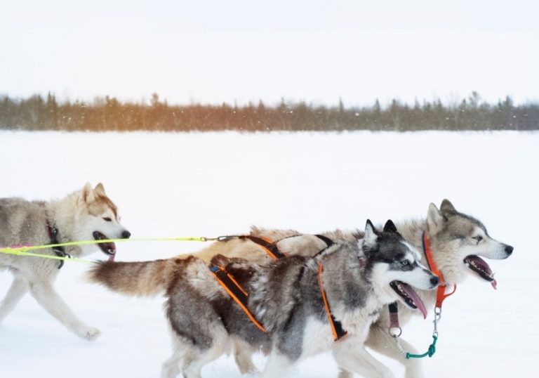 15 Short Hair Husky Facts You Should Know Puplore