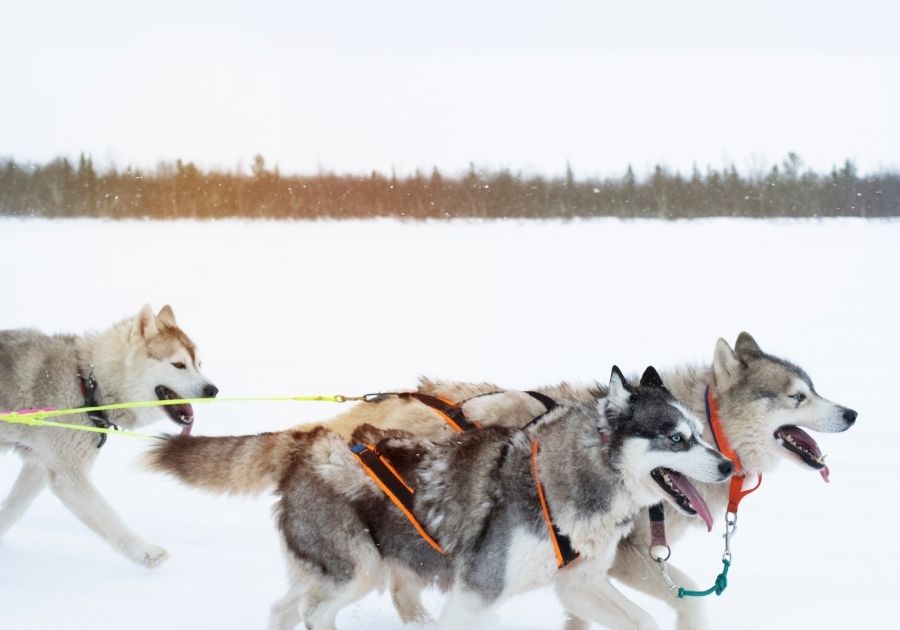 Siberian Huskies Pulling Sled in Snow Winter