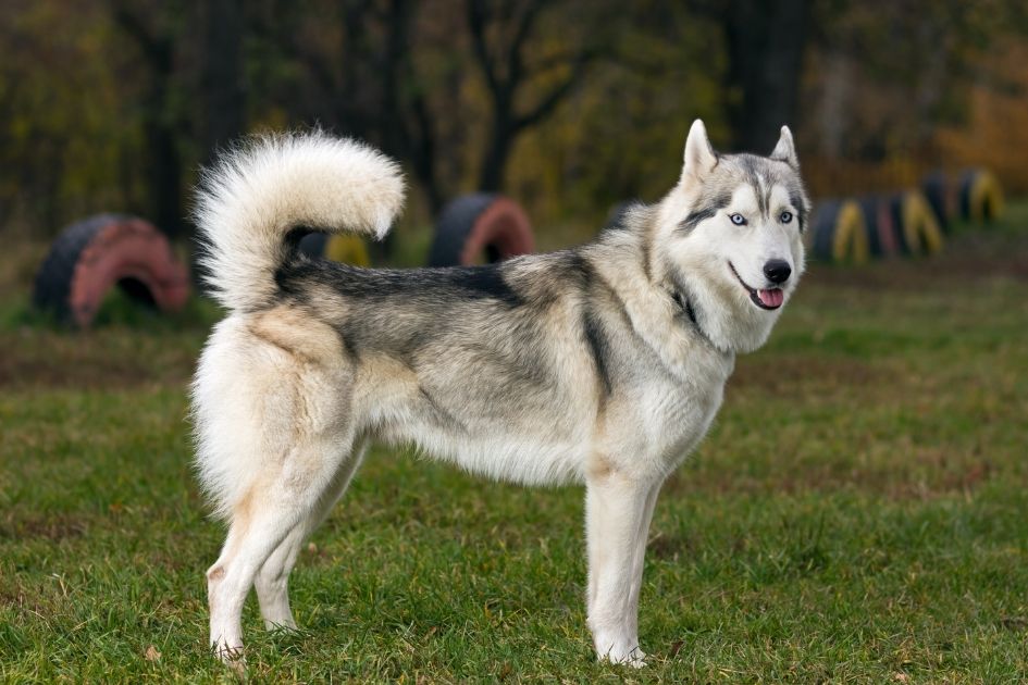 Siberian Husky Dog Standing on Grass Looking Aside