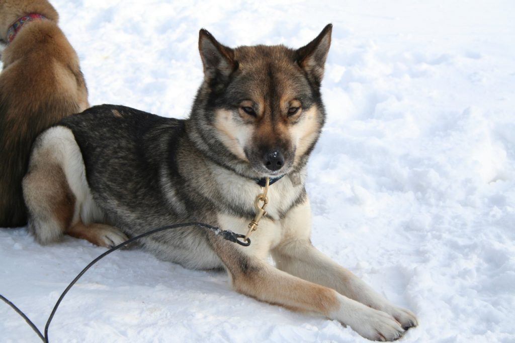 Siberian Husky Agouti Resting on Snow