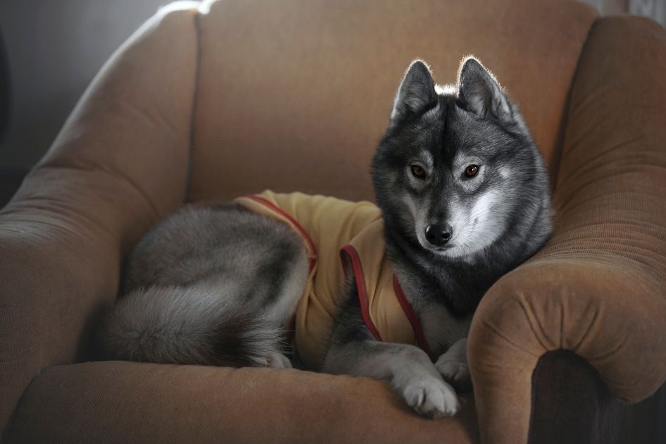 Siberian Husky Agouti Pup on Lying on Sofa