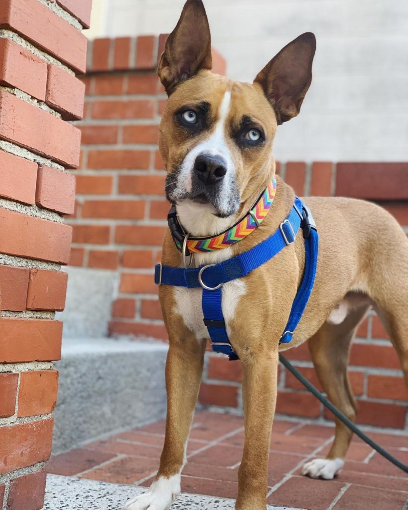 Siberian Husky Boxer Mix Dog Standing Outside