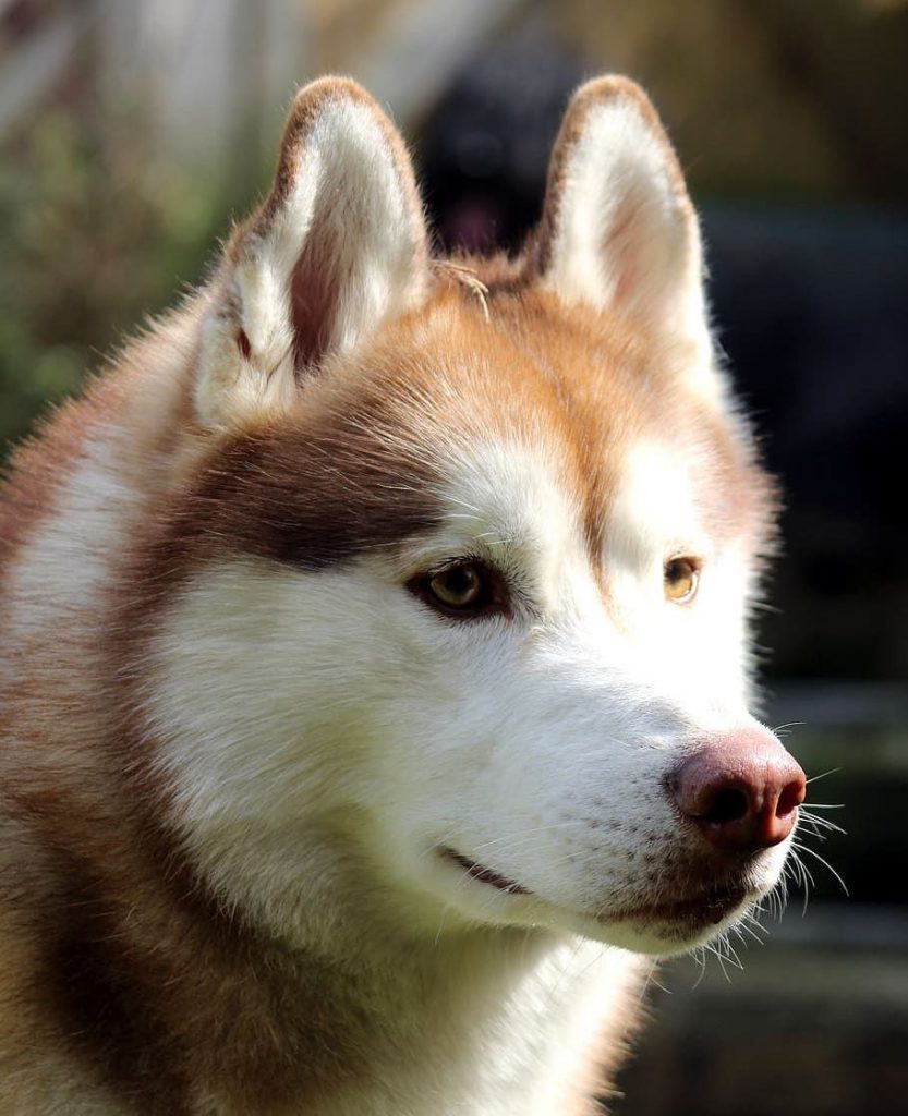 what breed of dogs have pink noses