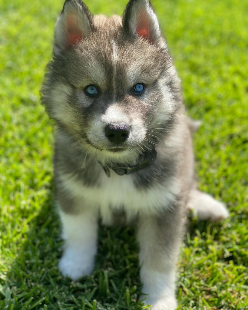 Young Siberian Husky Wolf Mix Puppy Sitting on Grass