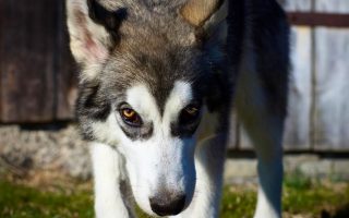 Siberian Husky Wolf Mix: Facts, Puppy Price & Guide