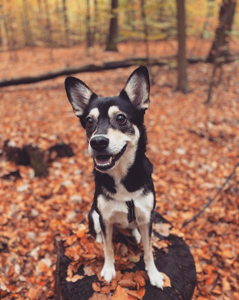 Siberian Husky and Chihuahua Mix Dog Sitting on Wood in Park