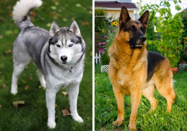 Siberian Husky vs German Shepherd: 12 Differences & Facts | Puplore