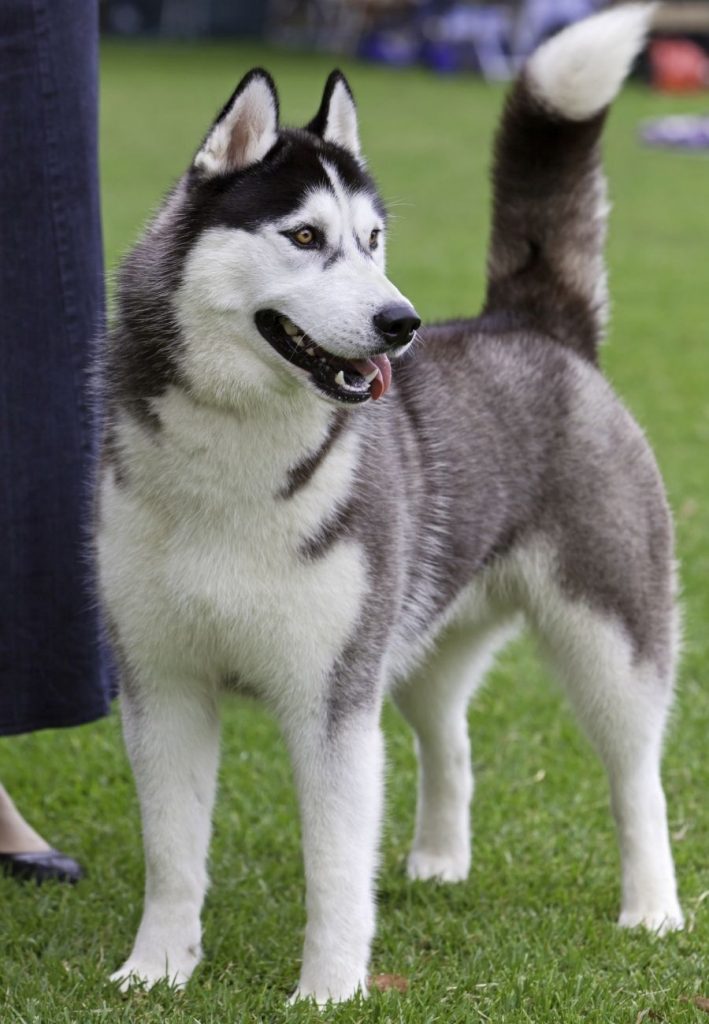 Siberian Husky at Dog Show