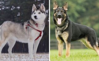 Siberian Husky vs German Shepherd: 12 Differences & Facts