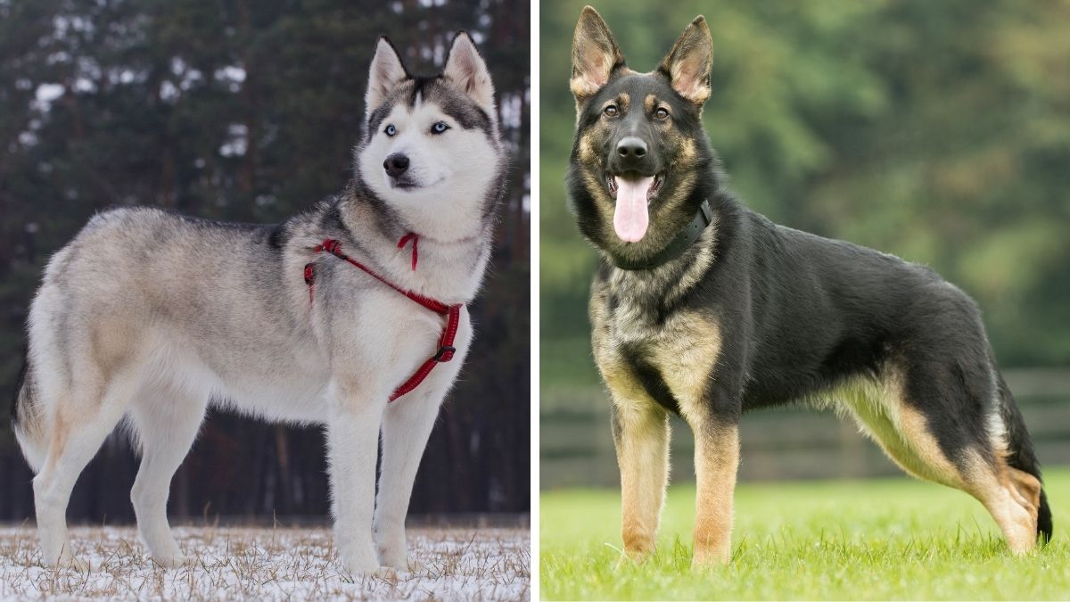 Siberian Husky vs German Shepherd - 12 Differences & Facts