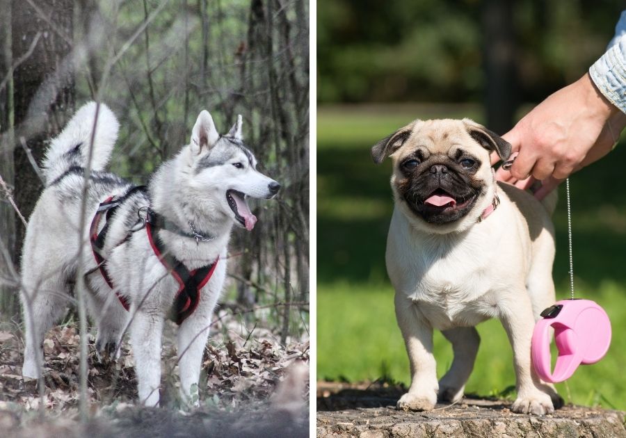 Siberian Husky x Pug from Left to Right