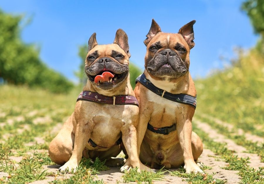 Sibling French Bulldogs Sitting Close to Each Other Outdoor