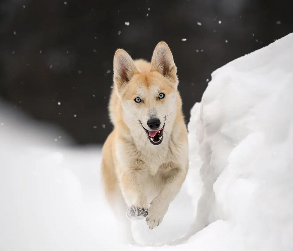 Husky Corgi Mix - Siborgi Dog Running on Snow