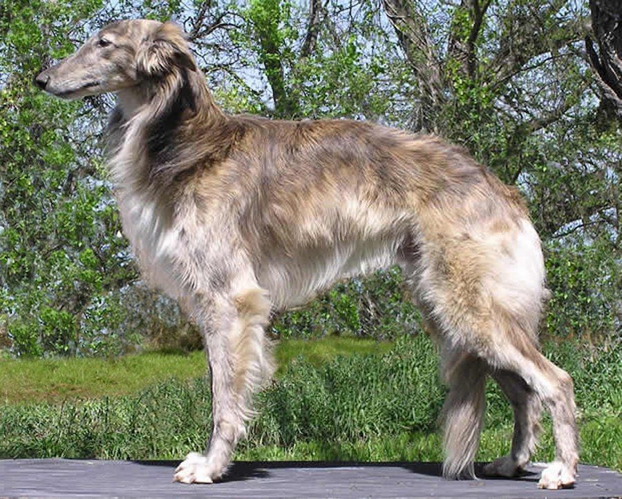 Silken Windhound Dog Standing Sideways