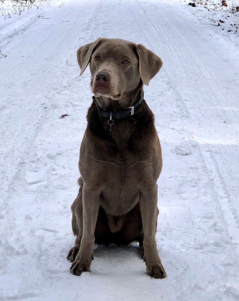 Silver Lab Dog Sitting on Snow