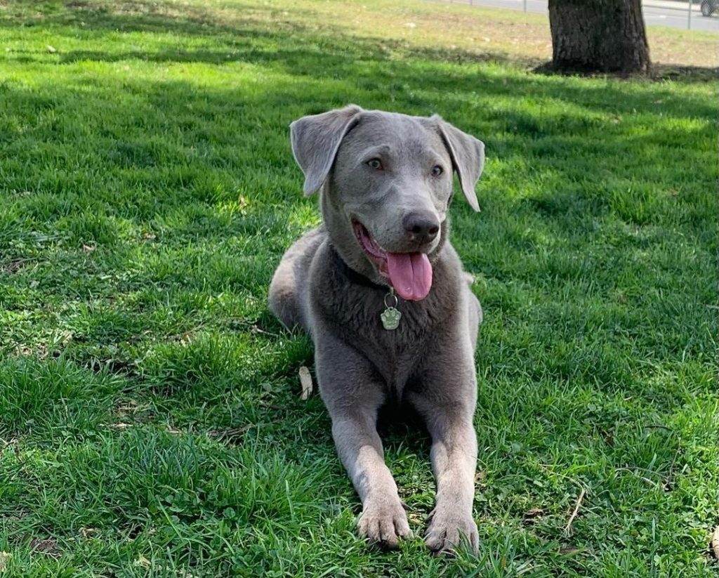 Silver Lab Pup Laying on Grass