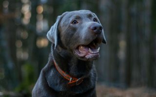 Silver Labrador Retriever: Controversy, Puppy Price, Facts