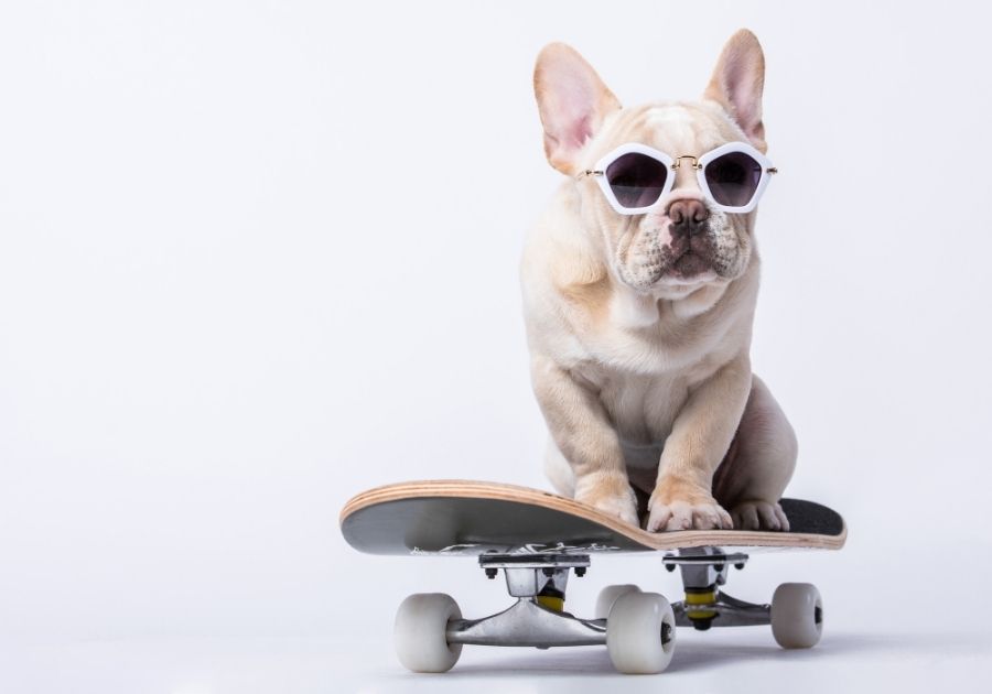 Skateboarding Badass French Bulldog with Glasses