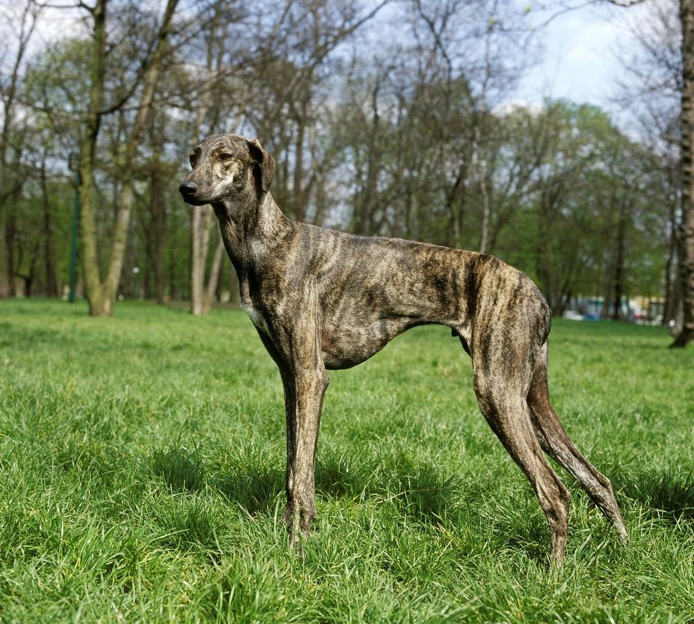 Sloughi Dog Standing on Grass