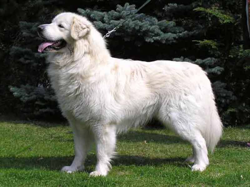 Slovensky Cuvac Dog Breed