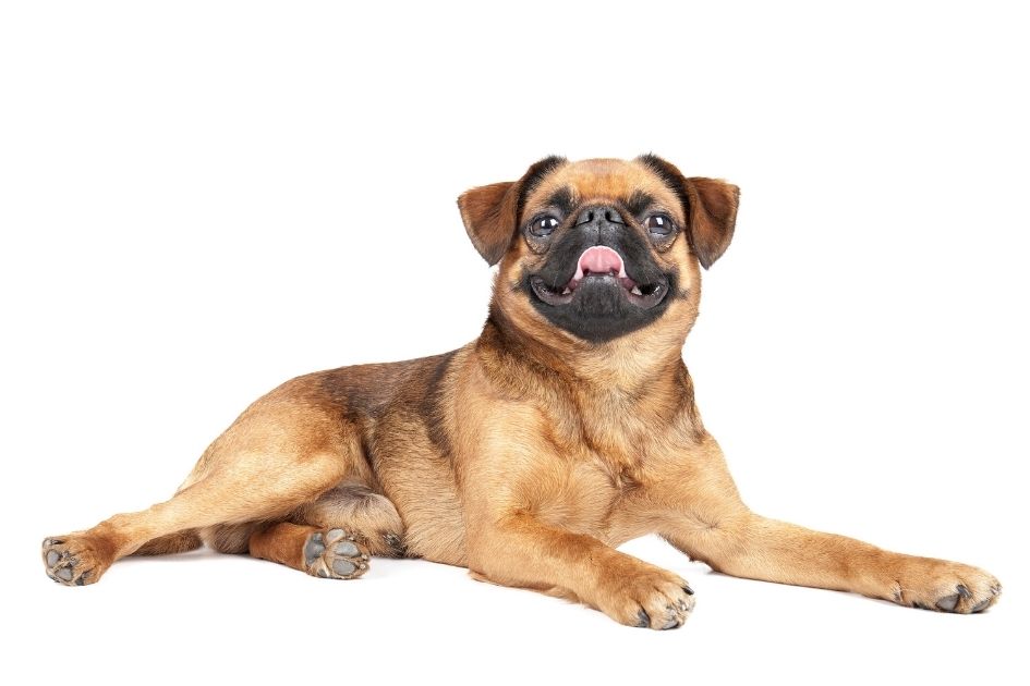 Small Brabant Lying on White Background