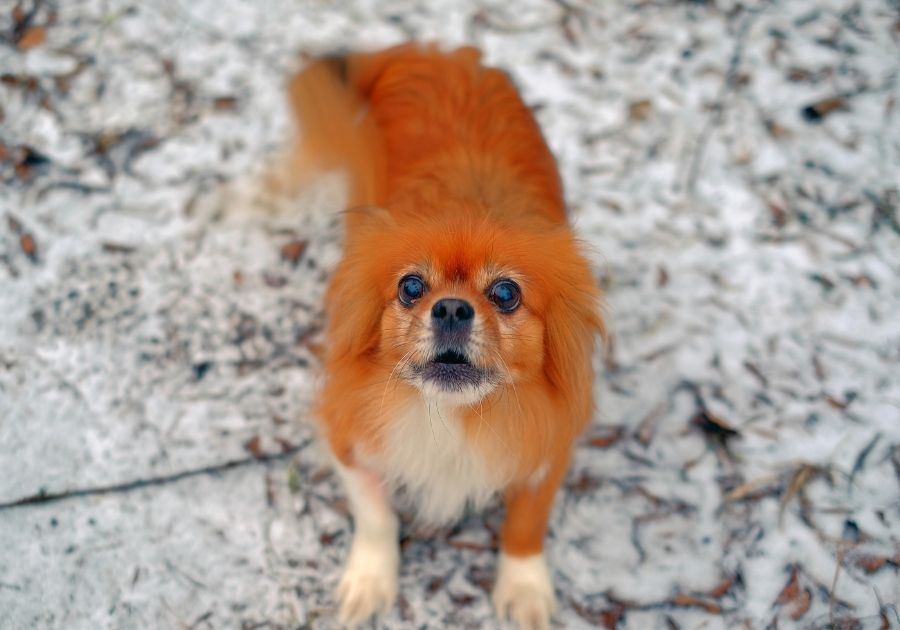 Small Dog Barking Looking Up