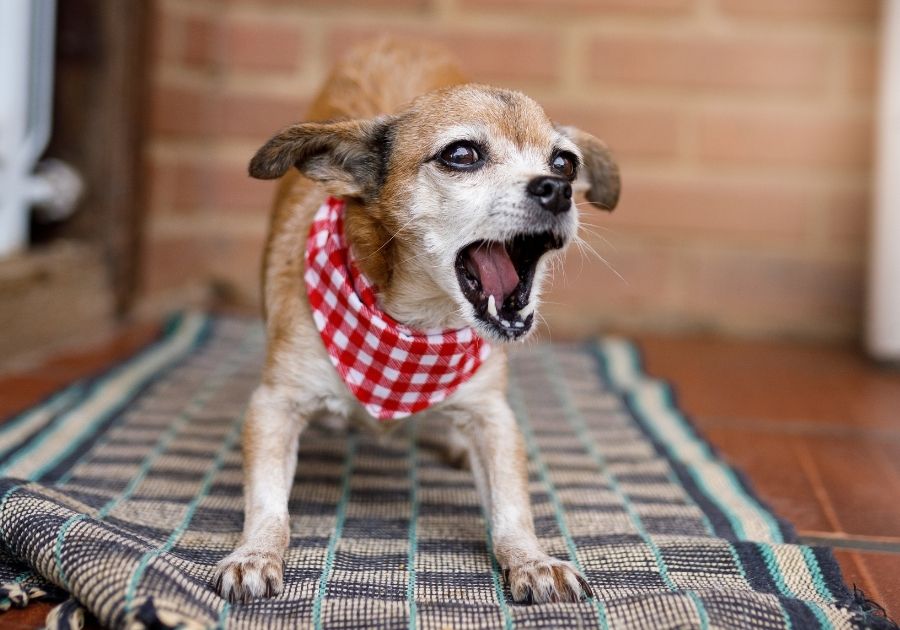 Small Mixed Dog on Carpet Barking at Something