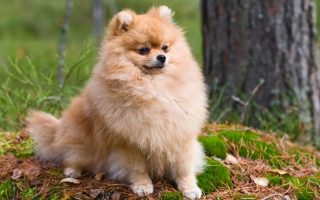30 Small Fluffy Dog Breeds That Are Adorably Cute