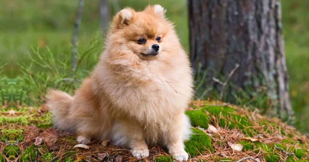 Small Fluffy Dog Breeds That Are Adorably Cute Teddies