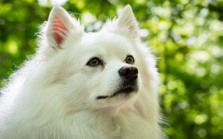 25 White Fluffy Dog Breeds You’ll Love (Big & Small)