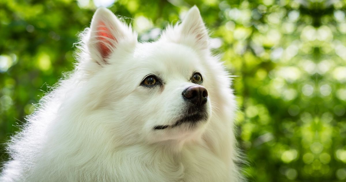 Small and Big White Fluffy Dog Breeds You'll Love