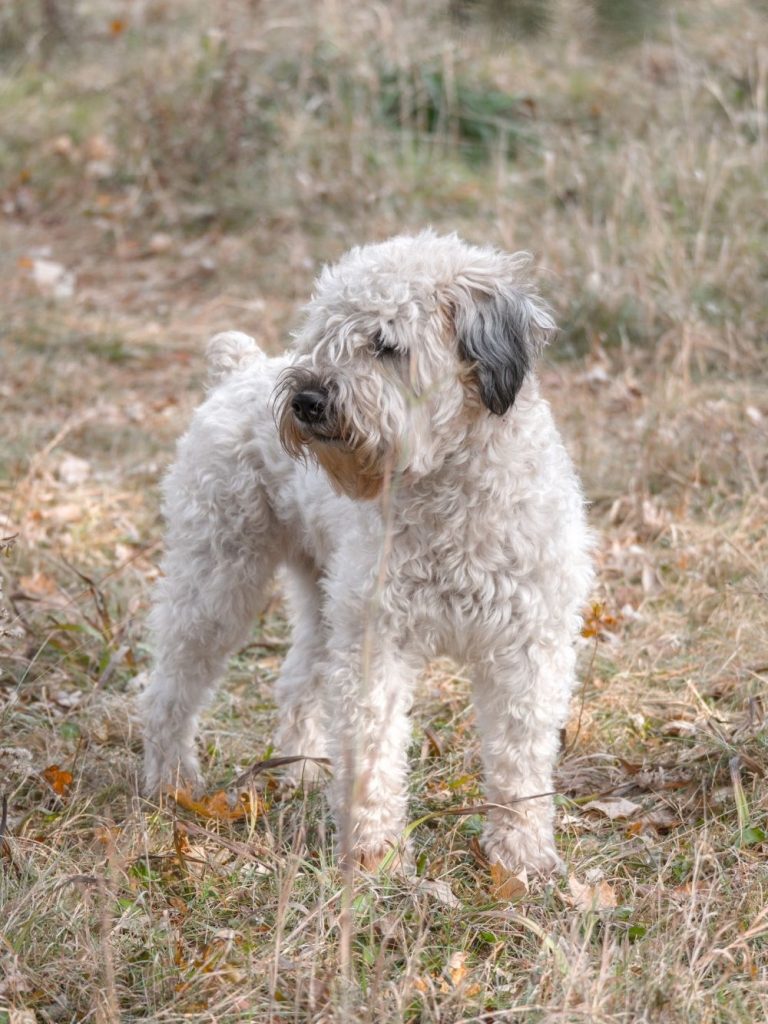 White and Grey Soft Coated Wheaten Terrier Dog Standing on Dry Grass Looking Aside