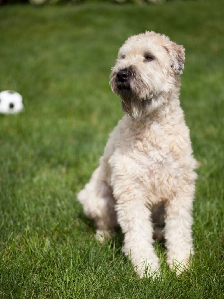 Soft-Coated Wheaten Terrier Dog Sitting on Grass