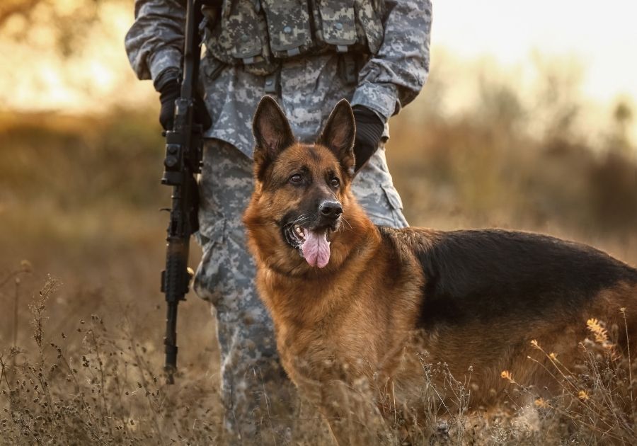 Soldier with a German Shepherd Military Working Dog Outdoors