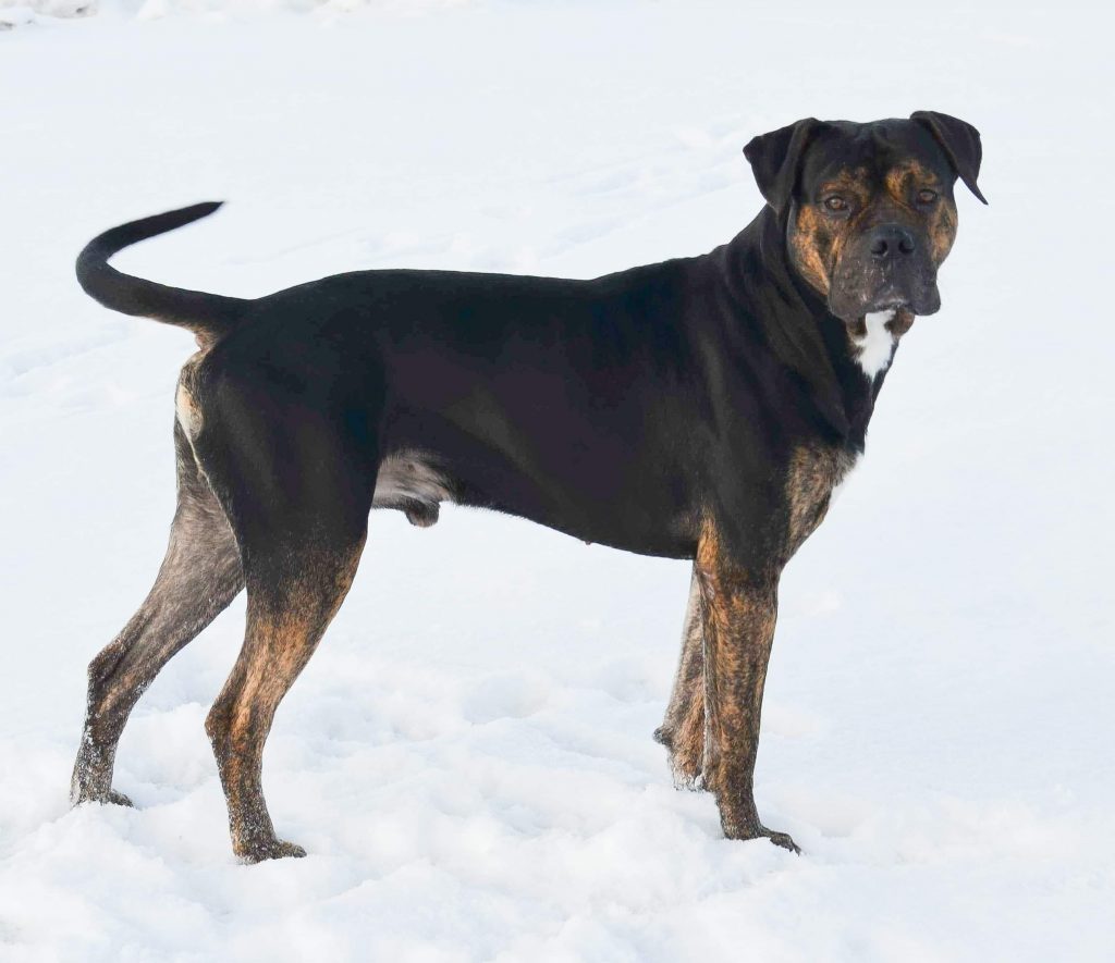 Spanish Bulldog - Alano Español Dog Standing Sideways on Snow Looking Forward