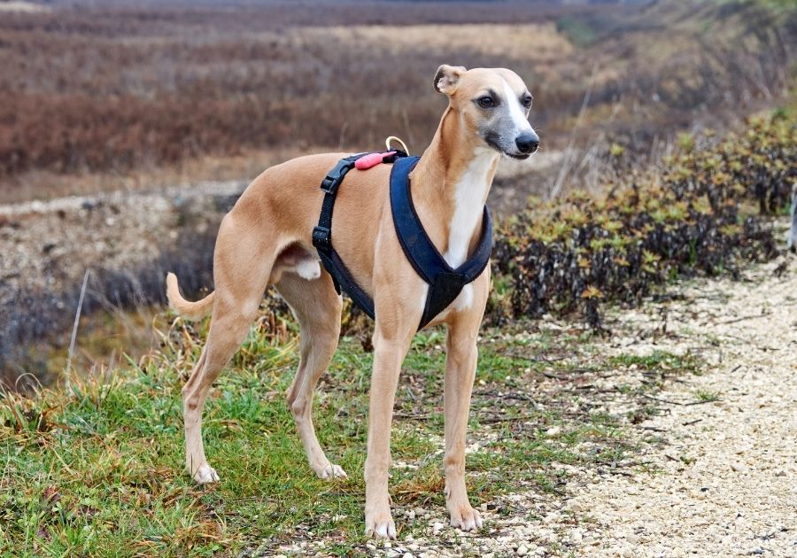 Spanish Greyhound (Spanish Galgo) Dog Wearing a Harness Standing on Grass