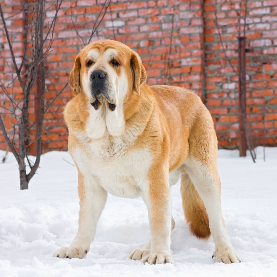 Spanish Dog Breeds – Large Spanish Mastiff Standing on Snow Looking Forward