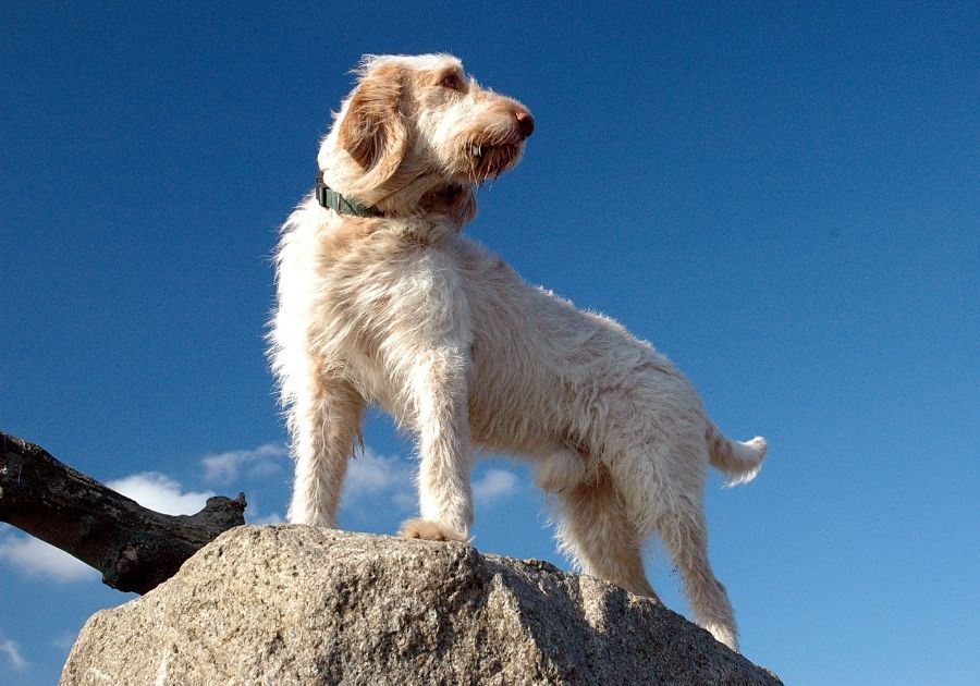 Spinone Italiano Dog Standing on Rock